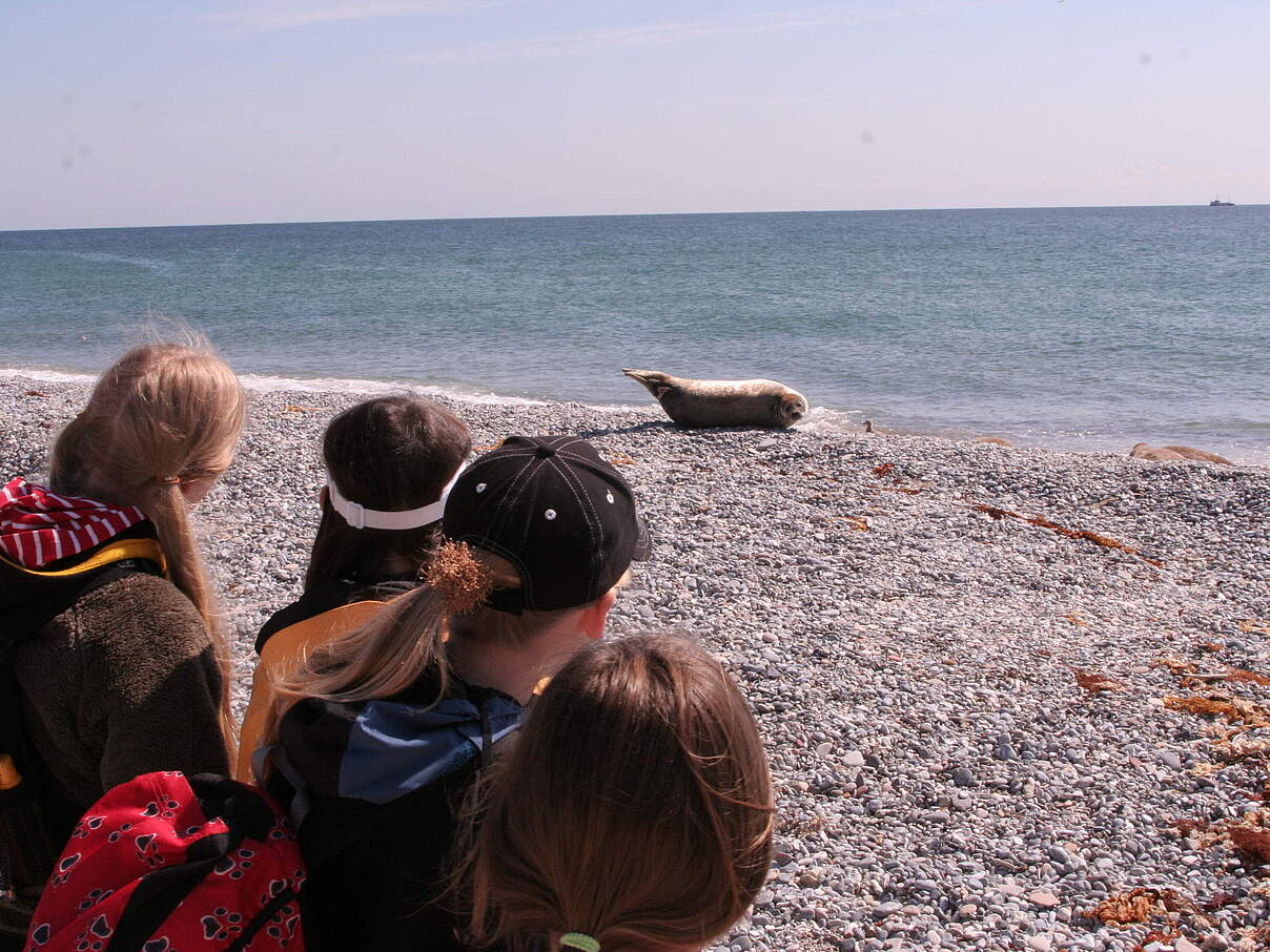 Kinder beobachten Robbe am Strand © WWF Kinder beobachten Robbe am Strand