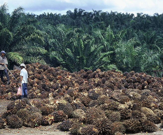 Ernte auf einer Palmölplantage in Malaysia © Hartmut Jungius / WWF