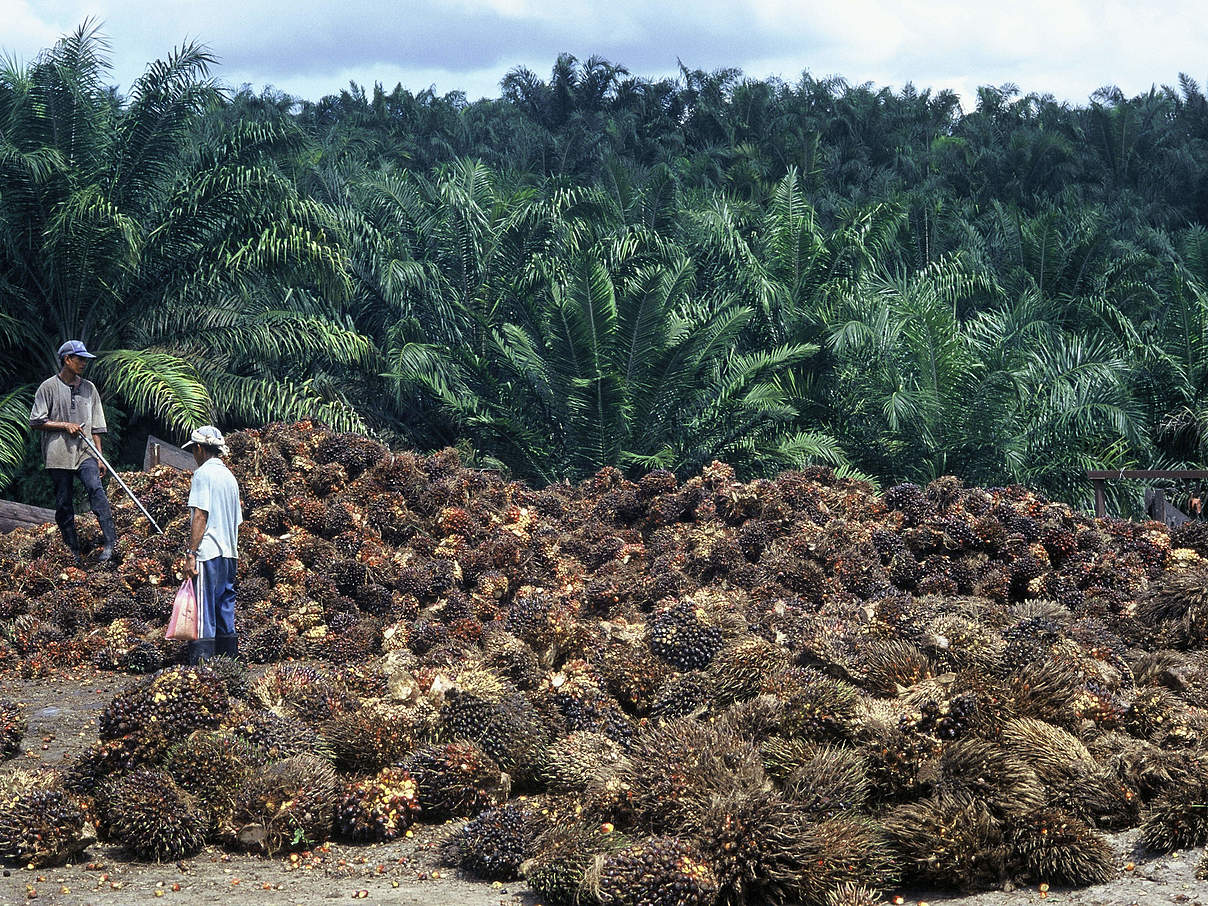 Ernte auf einer Palmölplantage in Malaysia © Hartmut Jungius / WWF