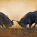 Streifengnu-Bullen im Amboseli-Nationalpark © Martin Harvey WWF