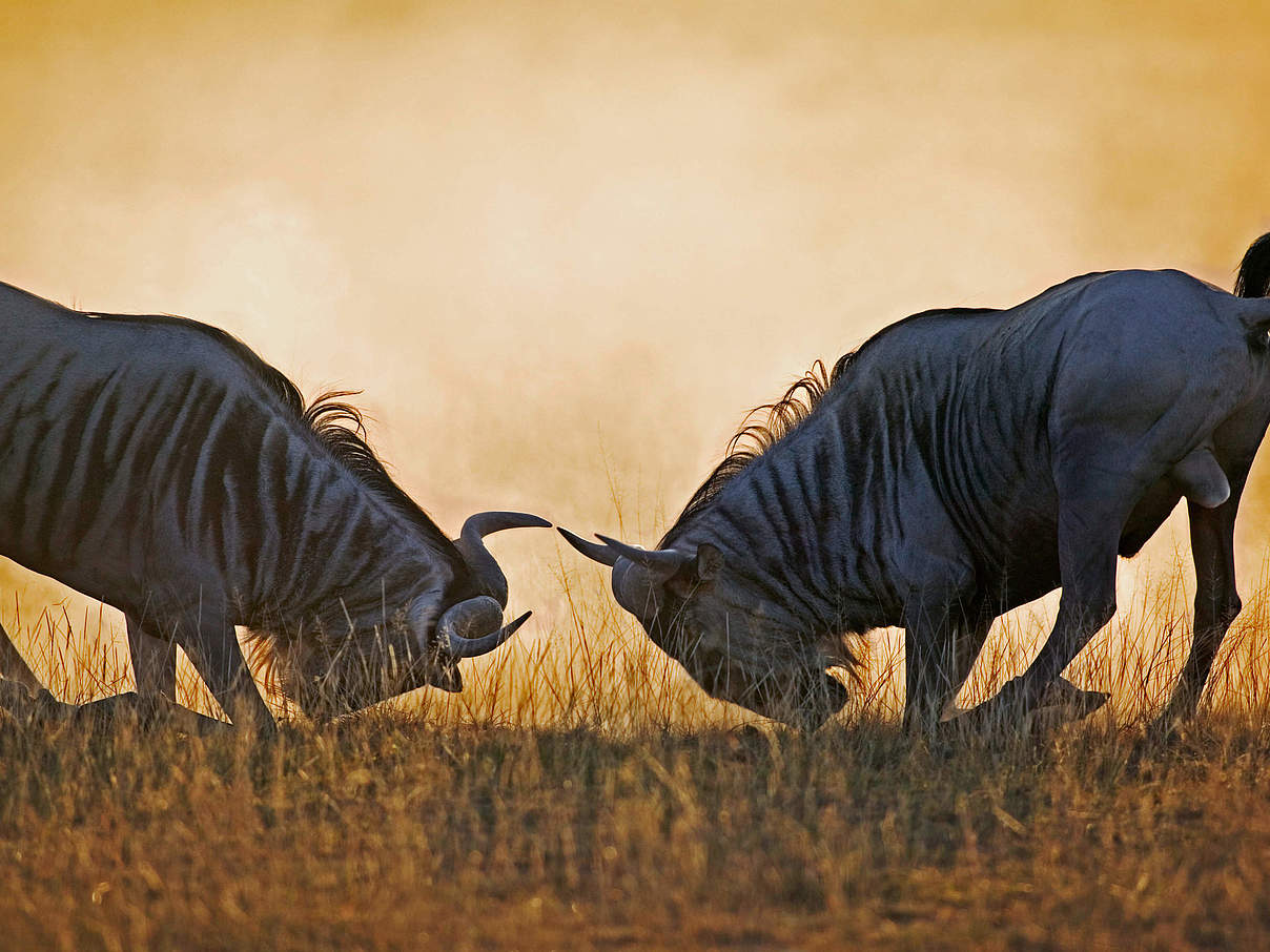 Streifengnu-Bullen im Amboseli-Nationalpark © Martin Harvey WWF