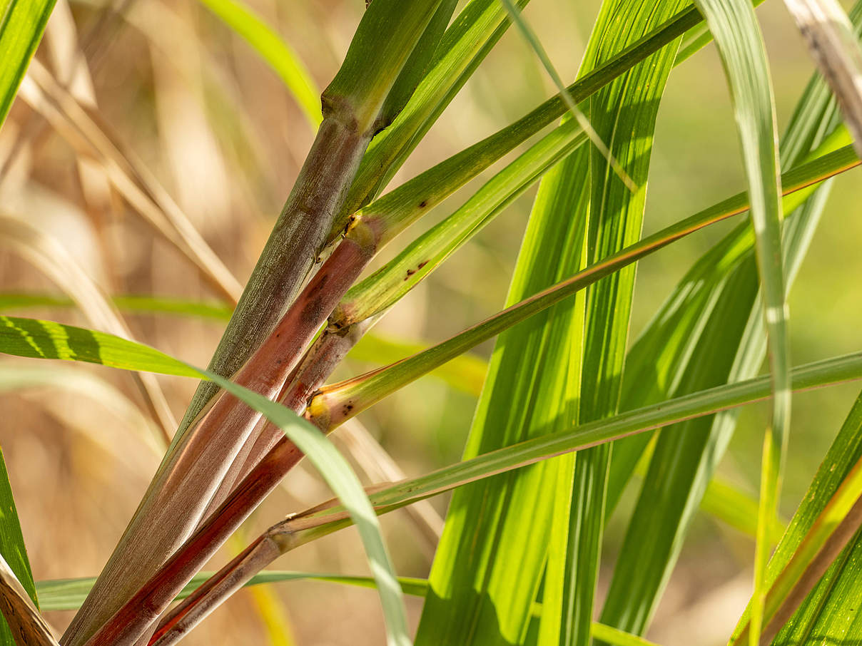 Zuckerrohr-Pflanze © Tom Vierus / WWF UK