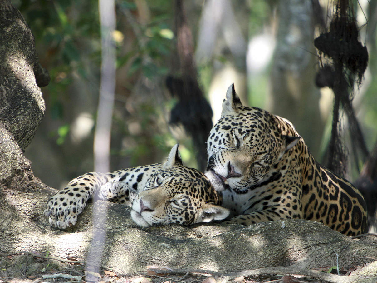 Ein friedliches Miteinander zwischen Mensch und Tier ist für den Schutz der Jaguare unerlässlich © Kelvin Brown