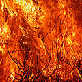 Buschbrände (c) Michel Gunther WWF