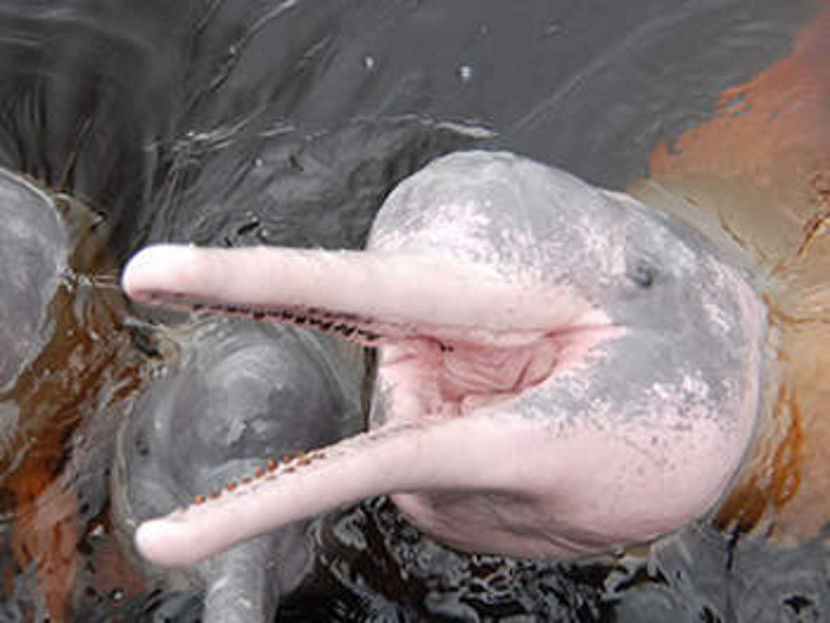 Amazonas-Flussdelfin. © Anton Vorauer / WWF