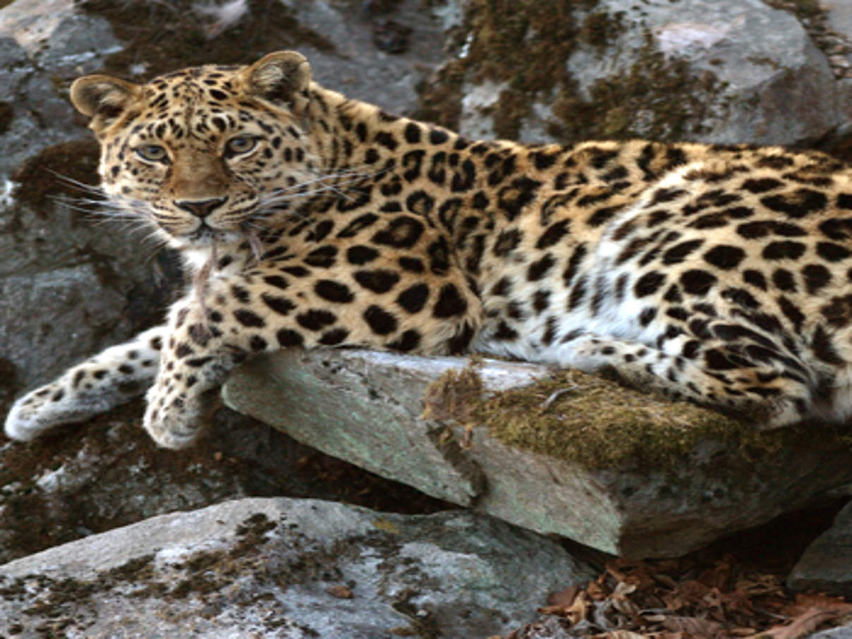 Gewinner 2012: Der Amur-Leopard. © Valerii Maleev / WWF