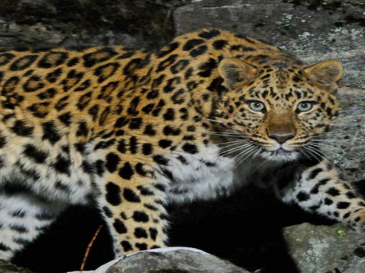 Amur-Leopard © naturepl.com / Vladimir Medvedev / WWF