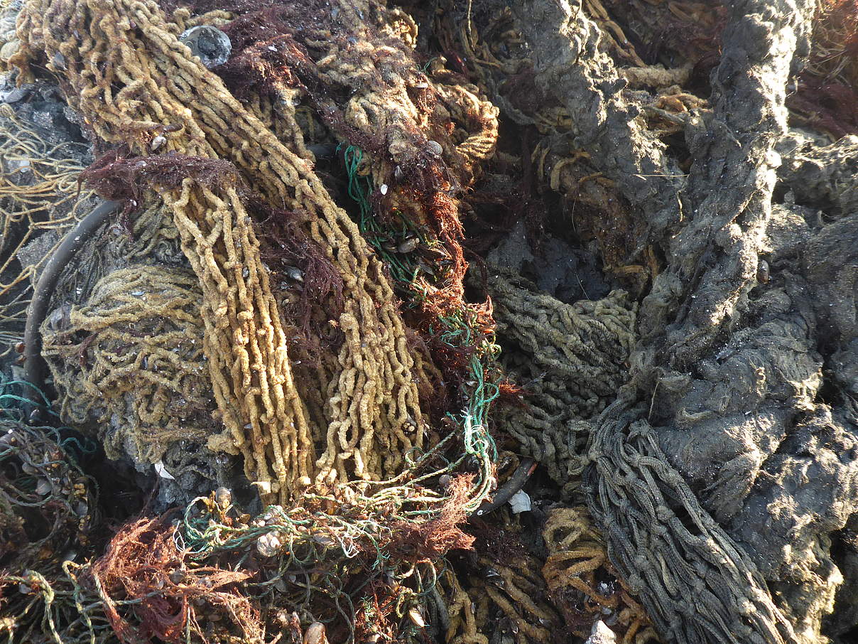 Geisternetzbergung Rügen Mikroplastik am Ostseegrund © Andrea Stolte / WWF