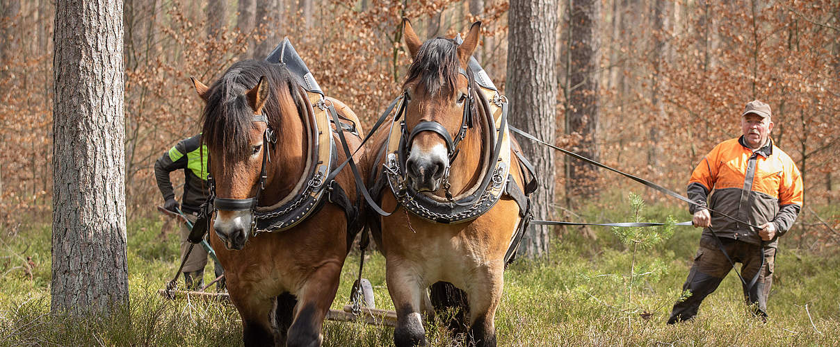 Die Kraft der Pferde hilft, einen Wald klimafit zu gestalten. © Sonja Ritter / WWF