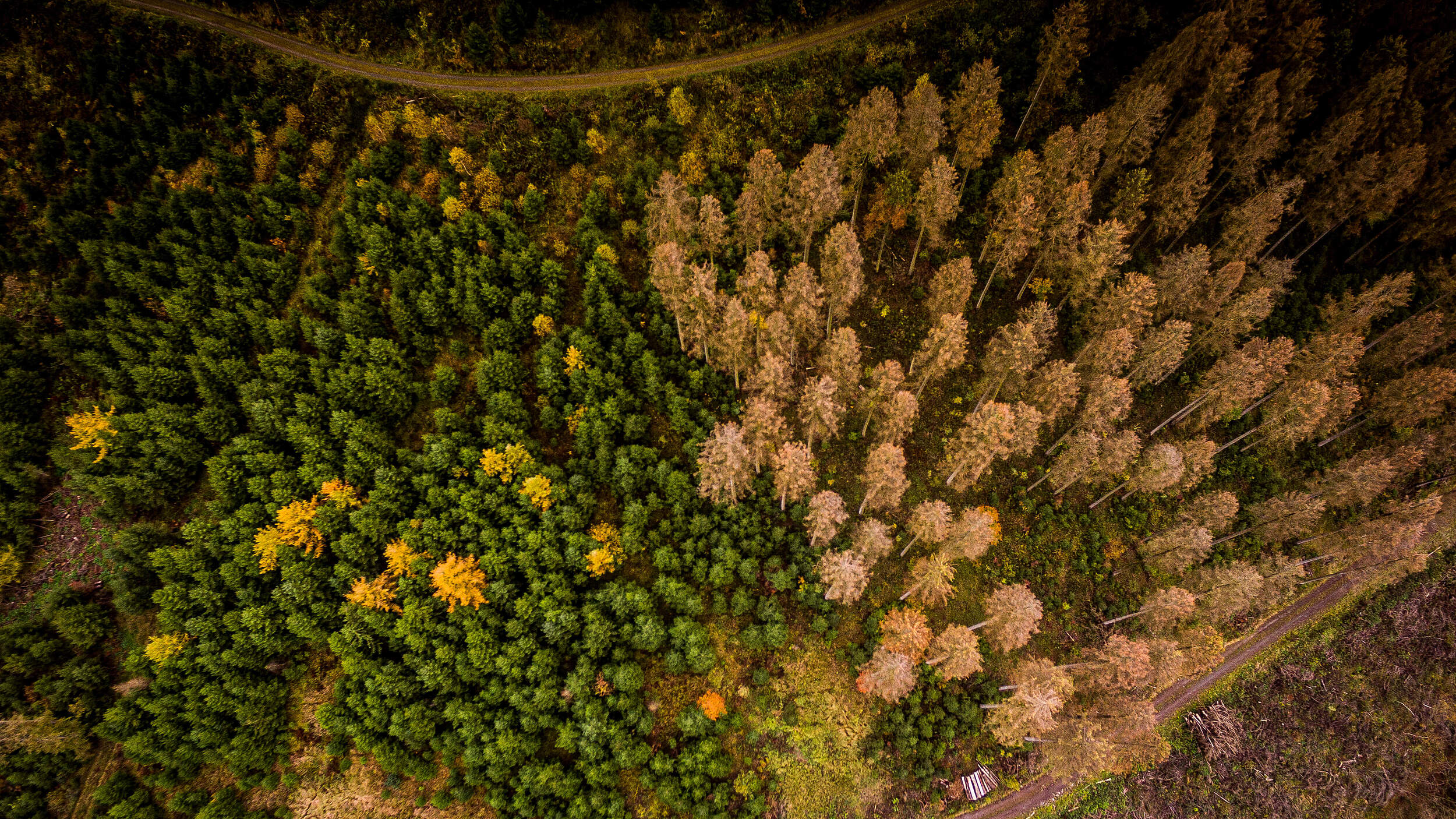 Vom Borkenkäfer geschädigter Wald in Deutschland © gettyImages