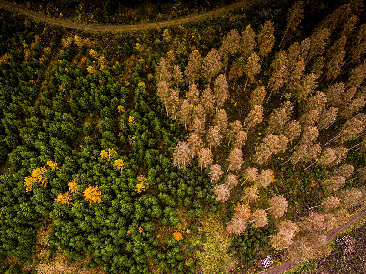 Vom Borkenkäfer geschädigter Wald in Deutschland © gettyImages