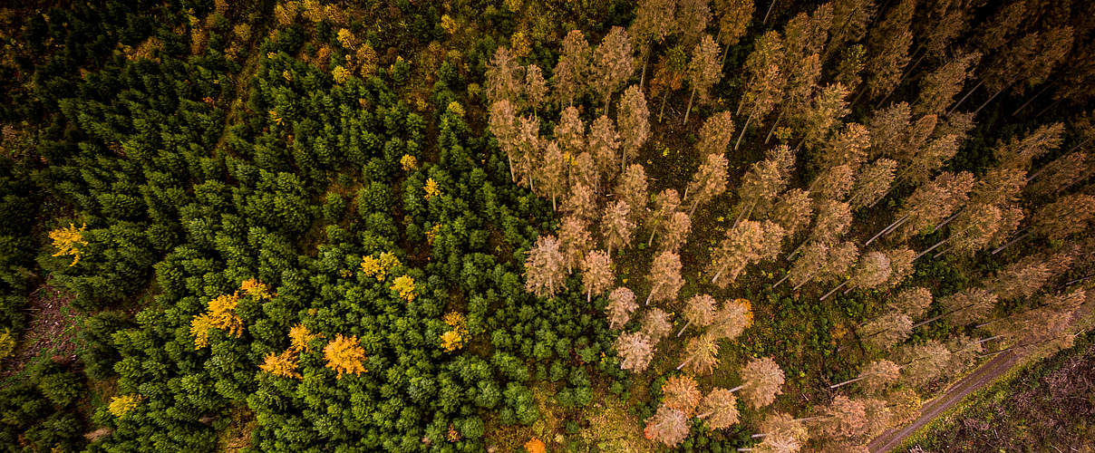 Vom Borkenkäfer geschädigter Wald in Deutschland © gettyImages