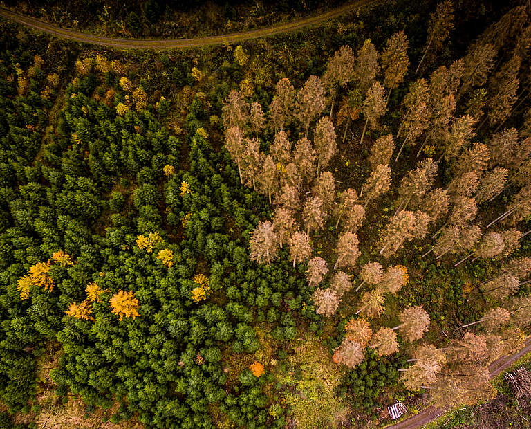 Vom Borkenkäfer geschädigter Wald in Deutschland © gettyImages