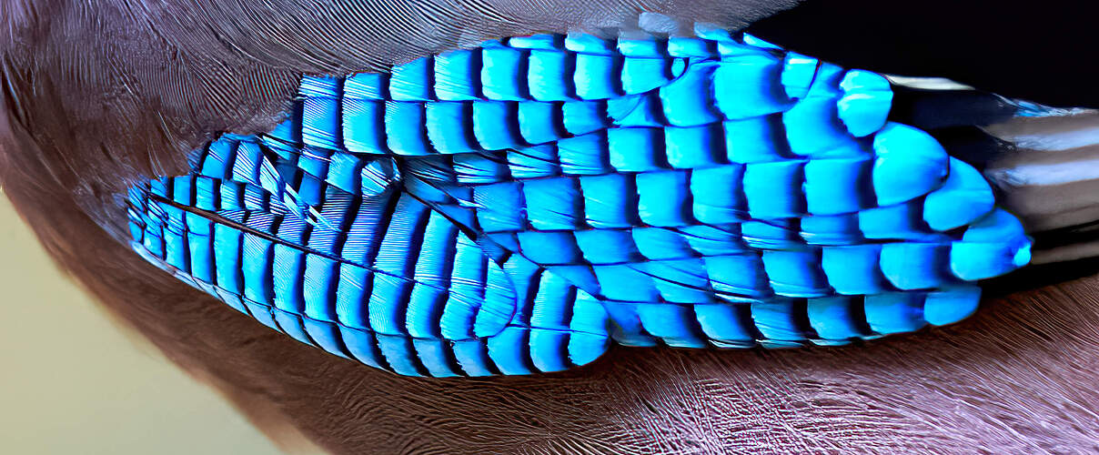 Die leuchtend blauen Flügel-Federn eines Eichelhähers im Detail