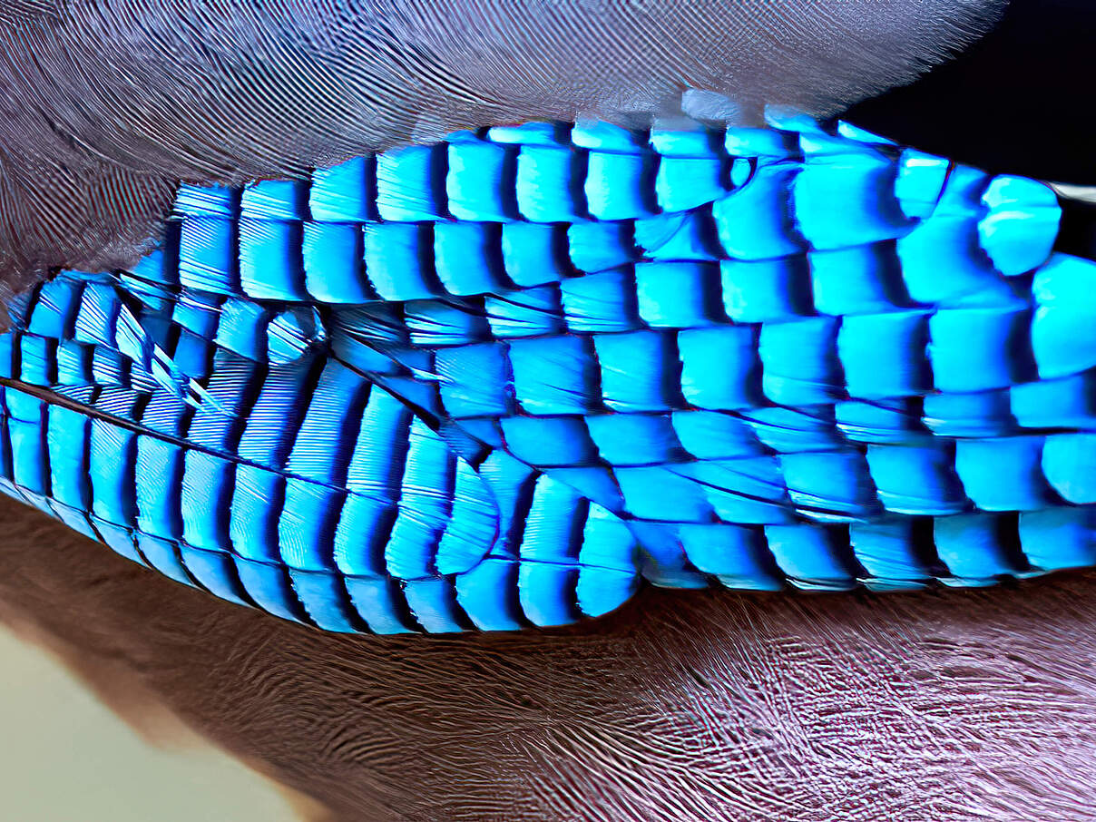 Die leuchtend blauen Flügel-Federn eines Eichelhähers im Detail