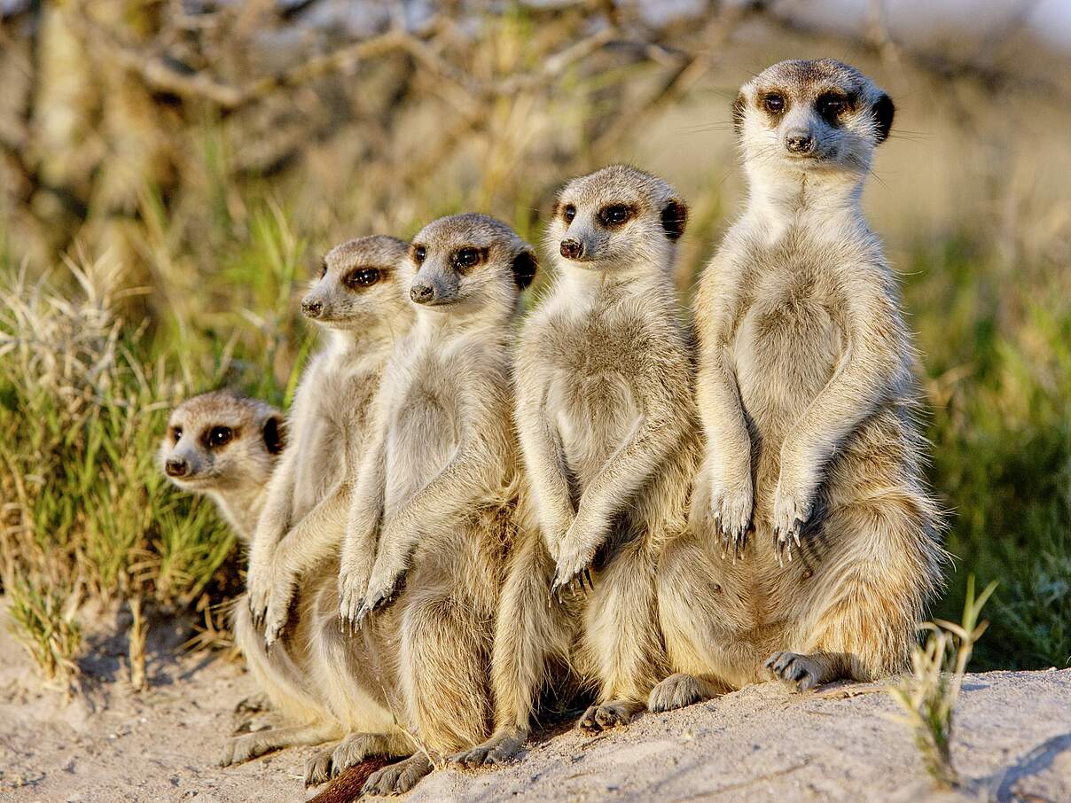 Erdmännchen halten Wache