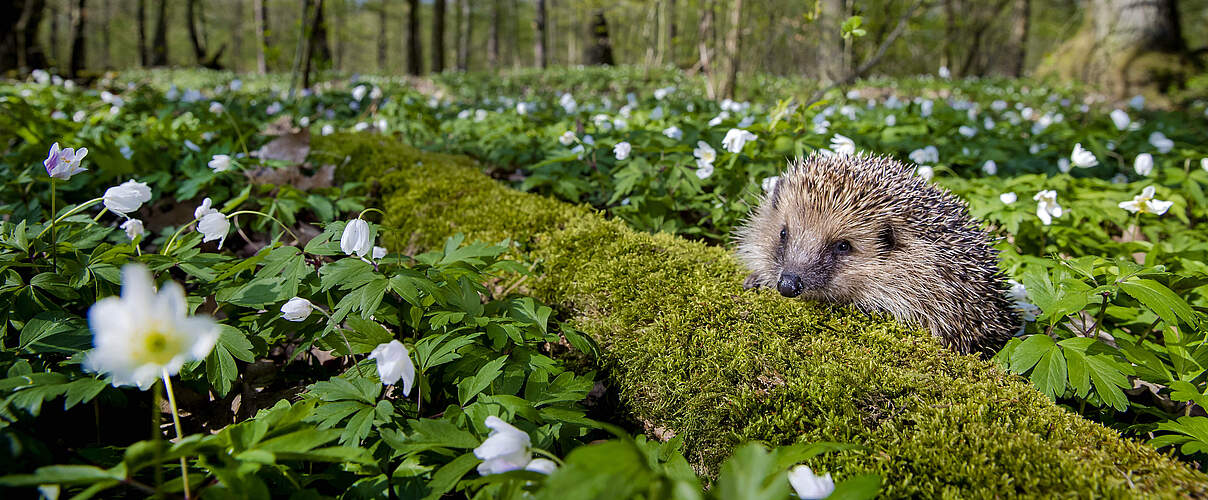 Igel im Frühling