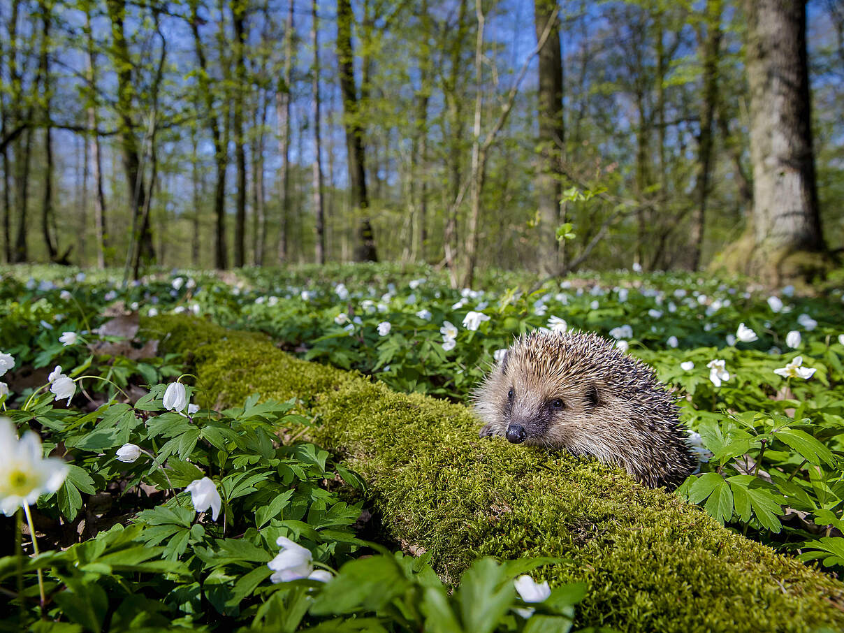 Igel im Frühling
