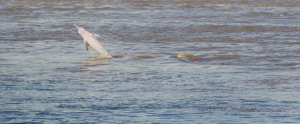 Flussdelfin springt aus dem Wasser © Sebastian Castañeda / WWF Peru