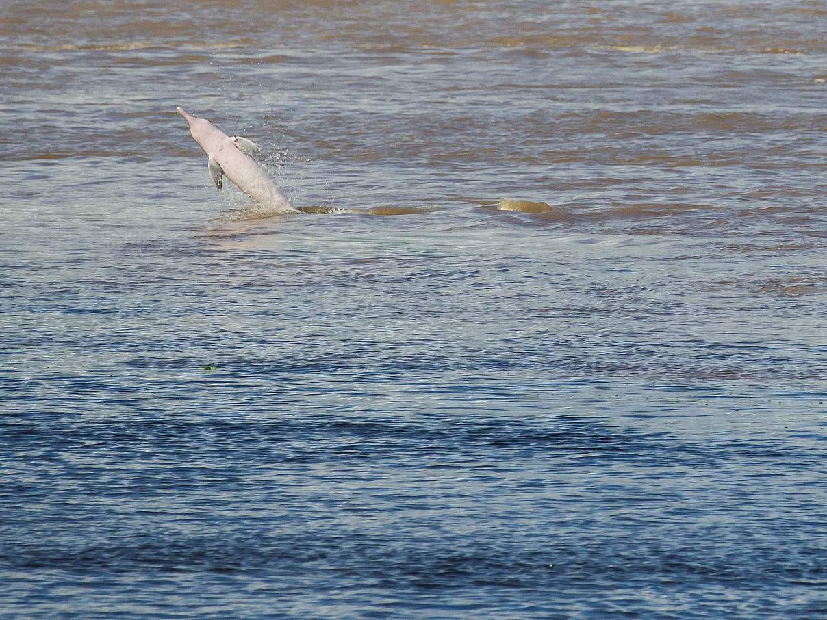 Flussdelfin springt aus dem Wasser © Sebastian Castañeda / WWF Peru