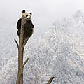 Großer Panda © naturepl.com / Juan Carlos Munoz / WWF