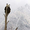 Großer Panda © naturepl.com / Juan Carlos Munoz / WWF