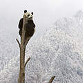 Großer Panda © naturepl.com / Juan Carlos Munoz / WWF