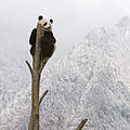 Großer Panda © naturepl.com / Juan Carlos Munoz / WWF