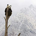 Großer Panda © naturepl.com / Juan Carlos Munoz / WWF