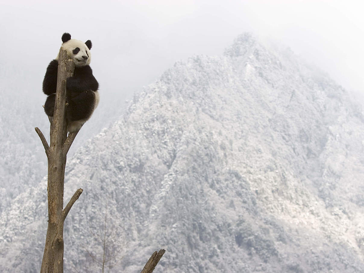 Großer Panda © naturepl.com / Juan Carlos Munoz / WWF