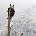 Großer Panda © naturepl.com / Juan Carlos Munoz / WWF