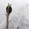 Großer Panda © naturepl.com / Juan Carlos Munoz / WWF