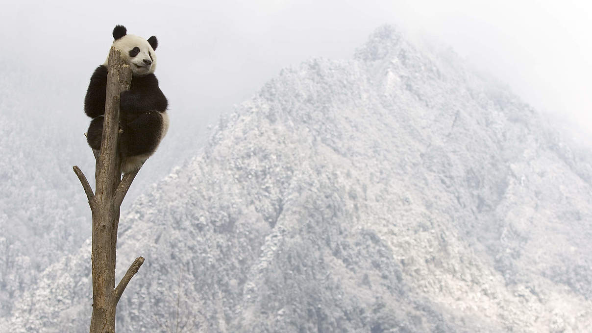 Großer Panda © naturepl.com / Juan Carlos Munoz / WWF