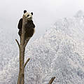 Großer Panda © naturepl.com / Juan Carlos Munoz / WWF