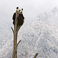 Großer Panda © naturepl.com / Juan Carlos Munoz / WWF