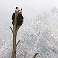 Großer Panda © naturepl.com / Juan Carlos Munoz / WWF