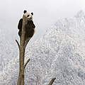 Großer Panda © naturepl.com / Juan Carlos Munoz / WWF