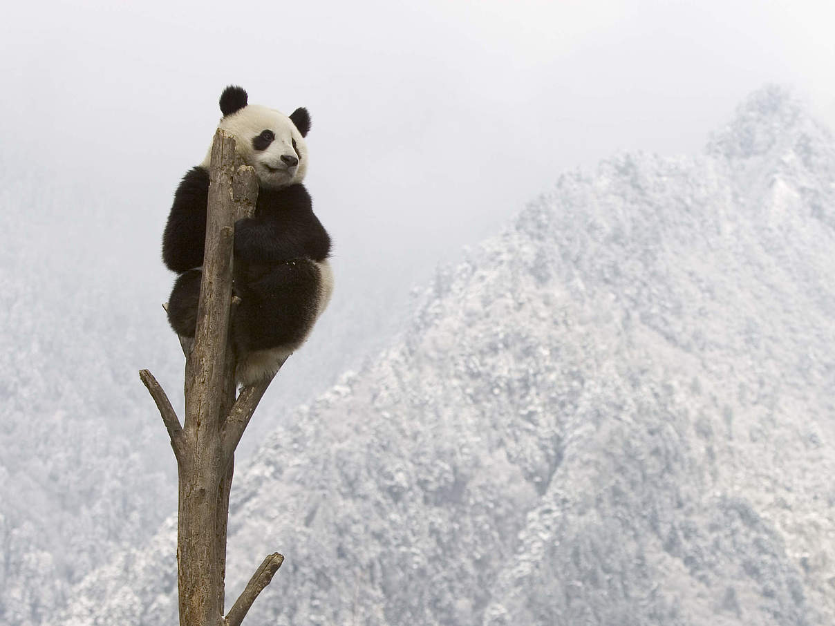 Großer Panda © naturepl.com / Juan Carlos Munoz / WWF