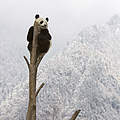 Großer Panda © naturepl.com / Juan Carlos Munoz / WWF
