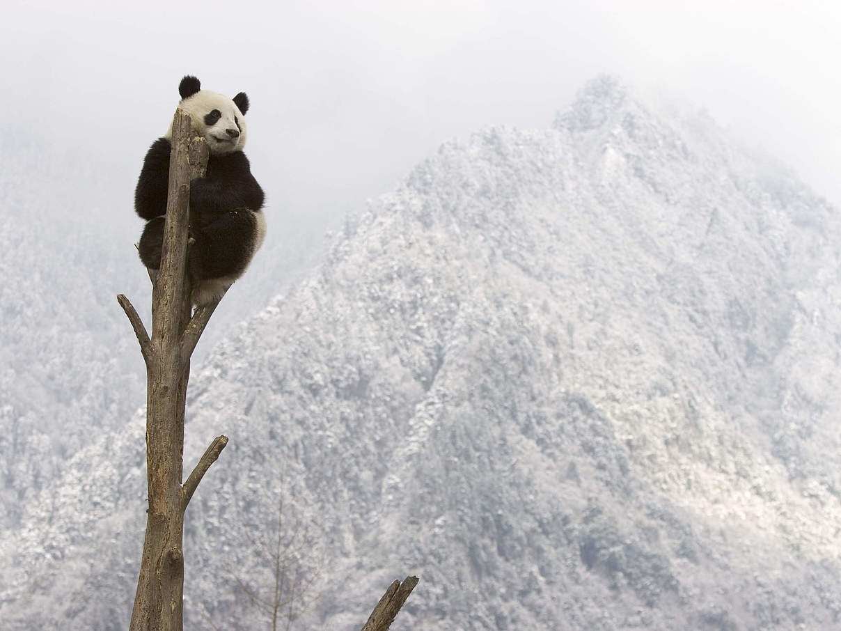 Großer Panda © naturepl.com / Juan Carlos Munoz / WWF