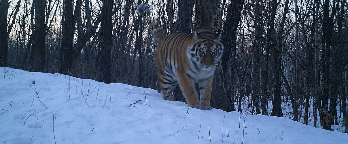 Junger Amur Tiger © The Amur Tiger Centre, Rehabilitation Centre TIGR