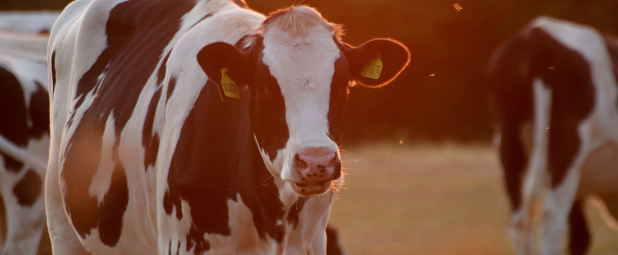 Kuh im Sonnenuntergang © Tea Smart / WWF