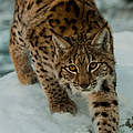 Europäischer Luchs im Nationalpark Velka Fatra © Tomas Hulik