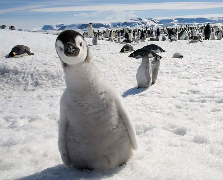 Pinguine im Schnee © GettyImages