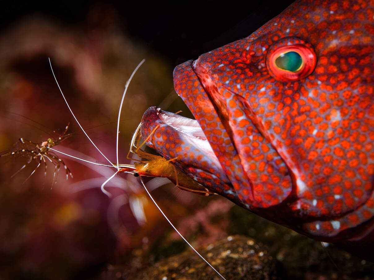 Putzergarnele putzt Korallenbarsch