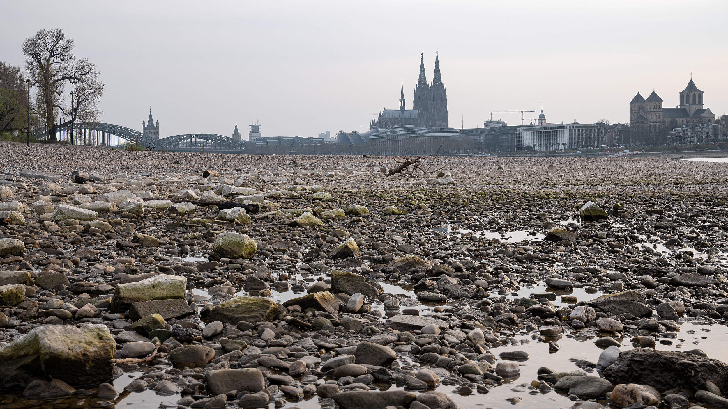Rhein bei Dürre: Es ist fast kein Wasser mehr im Flussbett