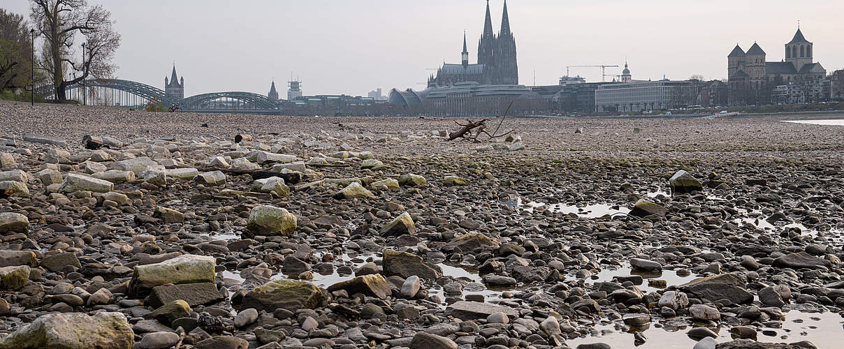 Rhein bei Dürre: Es ist fast kein Wasser mehr im Flussbett