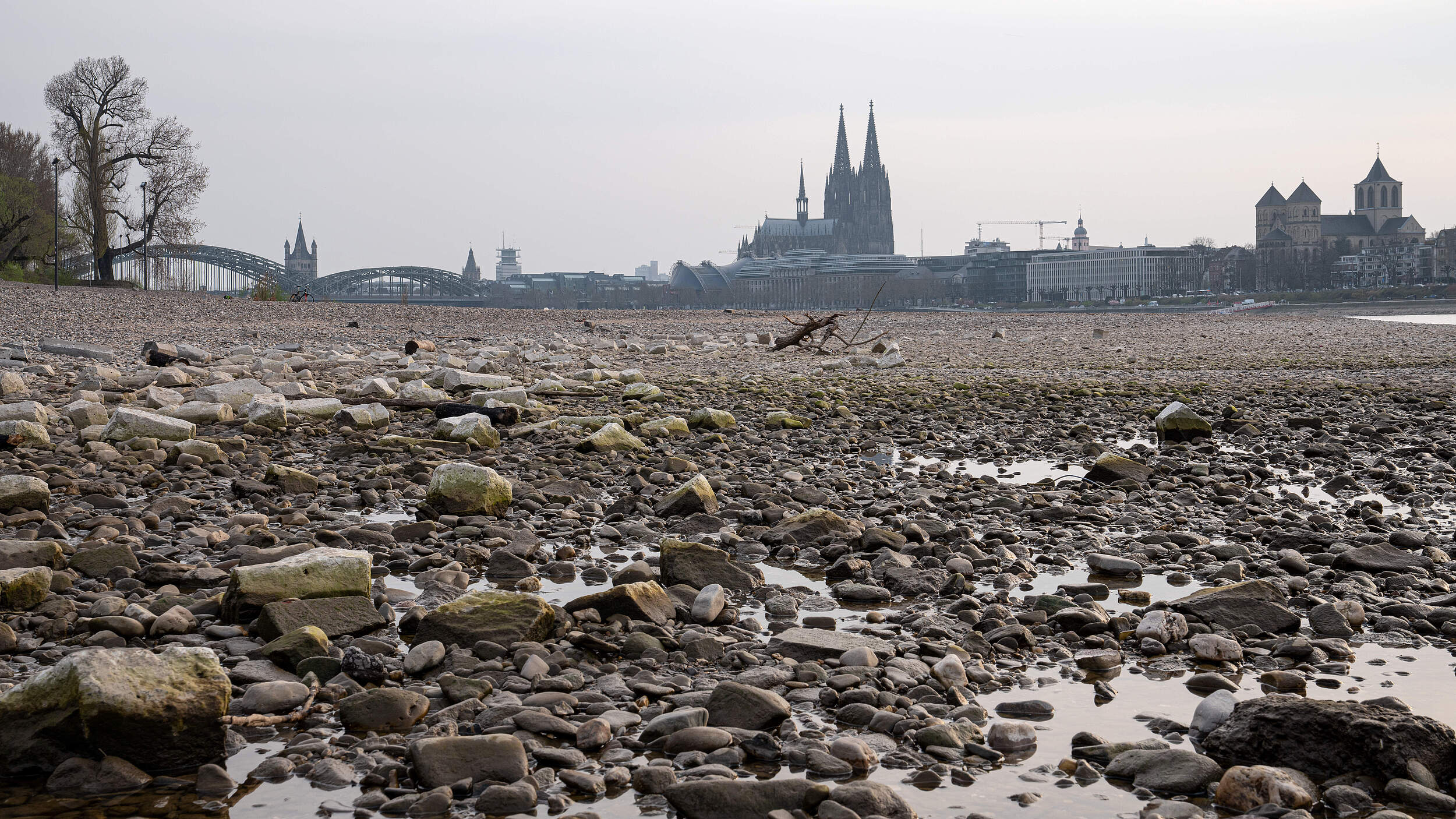 Rhein bei Dürre: Es ist fast kein Wasser mehr im Flussbett