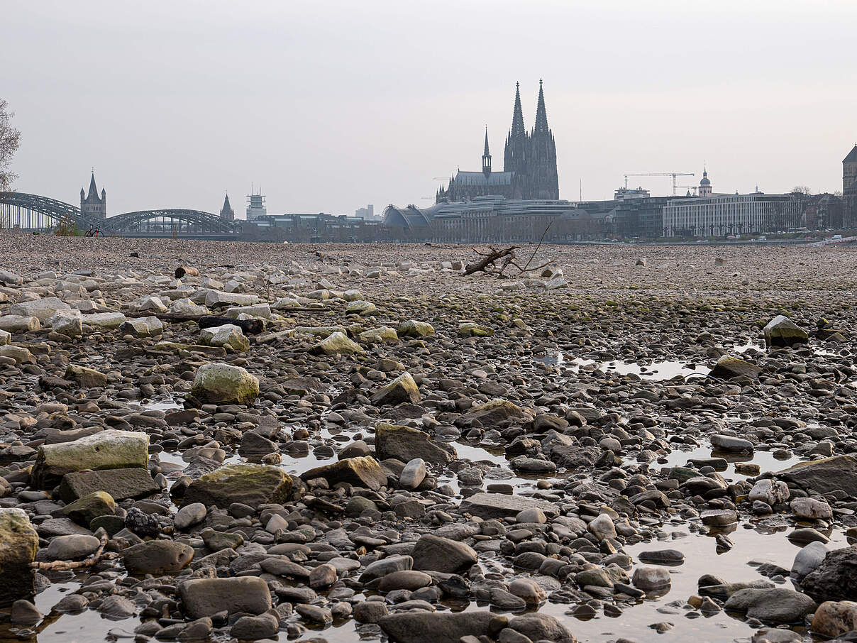 Rhein bei Dürre: Es ist fast kein Wasser mehr im Flussbett