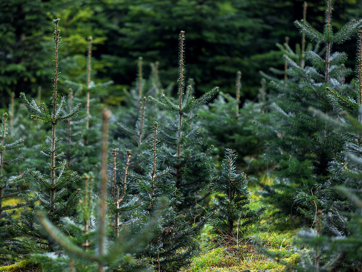 Weihnachtsbaumplantage © Teka77 / Getty Images